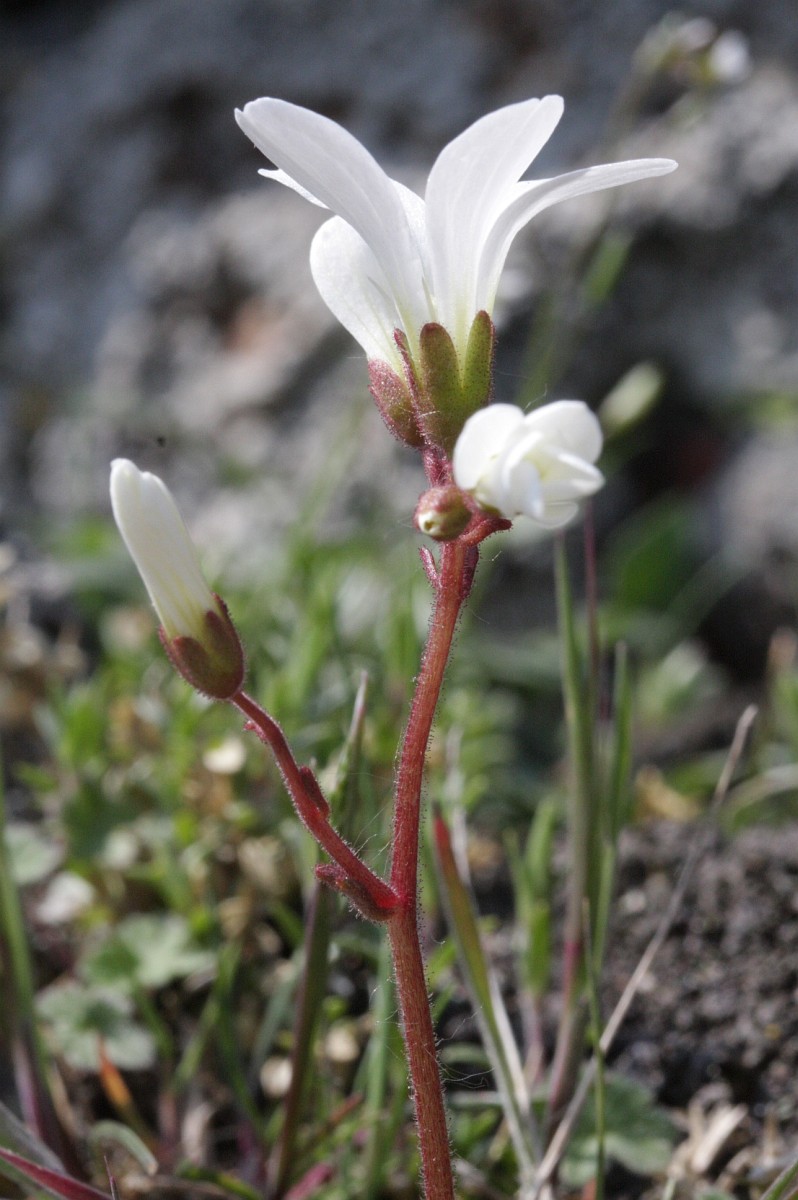 Saxifraga corsica